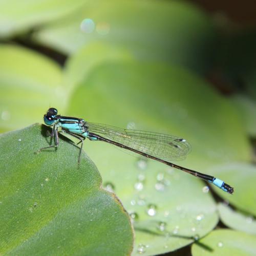 Ischnura elegans